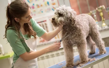 Common Dog Grooming Challenges and How to Overcome Them