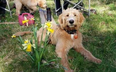 7 Reasons Labradoodle Puppies Are Considered the Friendliest Doodles