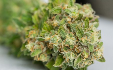 Top Products You Should Try at Your Local Cannabis Store