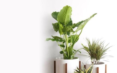 Best Plant Pot – The Spiritual Green: Stylish Pots That Make Your Plants Smile