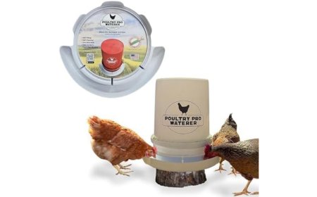 What Makes The Best Waterer For Chicken A Game Changer In Care?