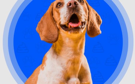 Dog Poop Pickup in DFW: Your Guide to Fort Worth Pooper Scooper Services