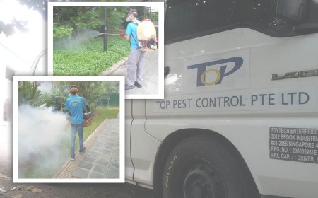 Affordable Pest Control Services in Singapore