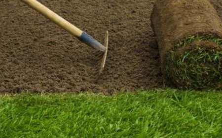 How to Choose the Right Sod Companies in Springfield