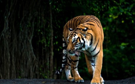 Discovering Personal Power in Tiger Symbolism