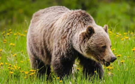 Discovering Strength and Courage in Bear Symbolism