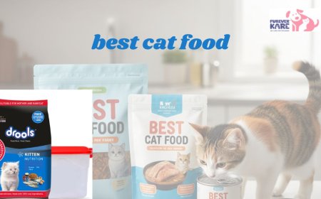 Fresh Cat Food Benefits Every Pet Parent Should Know | Furever Kare