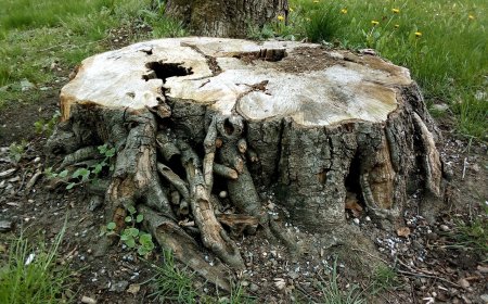 Why Leaving Tree Stumps in Your Garden Can Cost More Than You Think