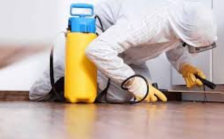 Mice Control Hamilton Simple Ways to Keep Your Home Safe and Clean