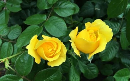 How Does Rose Symbolism Represent Beauty and Strength?