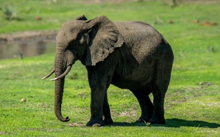 88 Elephant Quotes That Inspire Respect and Harmony