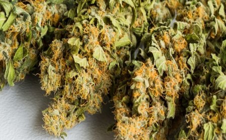 How Marijuana Strains Promote a Relaxing Night