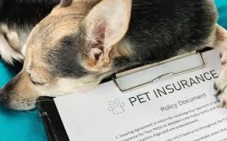 How to File a Pet Insurance Claim: A Step-by-Step Guide for Pet Owners