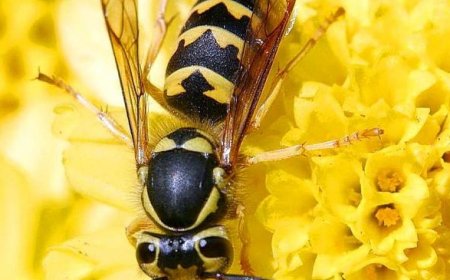 The Buzz Behind the Sting: Understanding Orange Wasps and Australian Hornets in Melbourne