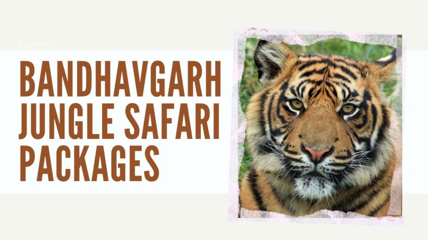Offbeat Jungle Adventures: Discover the Hidden Gems of Bandhavgarh