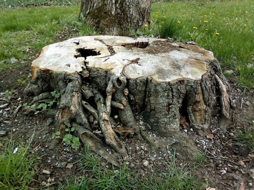 Why Leaving Tree Stumps in Your Garden Can Cost More Than You Think