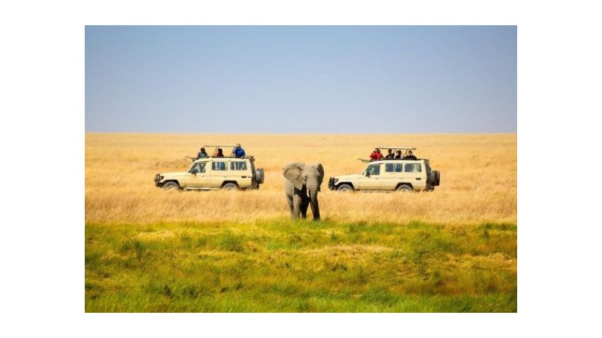Why Katavi National Park Safari Should Be on Your Bucket List