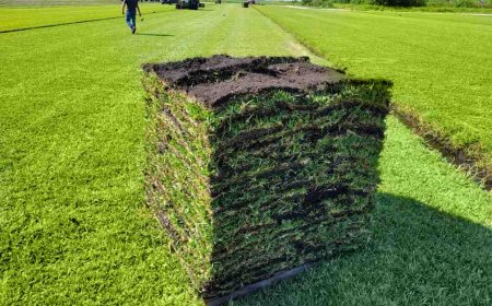 The Secret to a Championship Lawn: Why Marathon Grass Fertilizer is the Gold Standard for Green Spaces